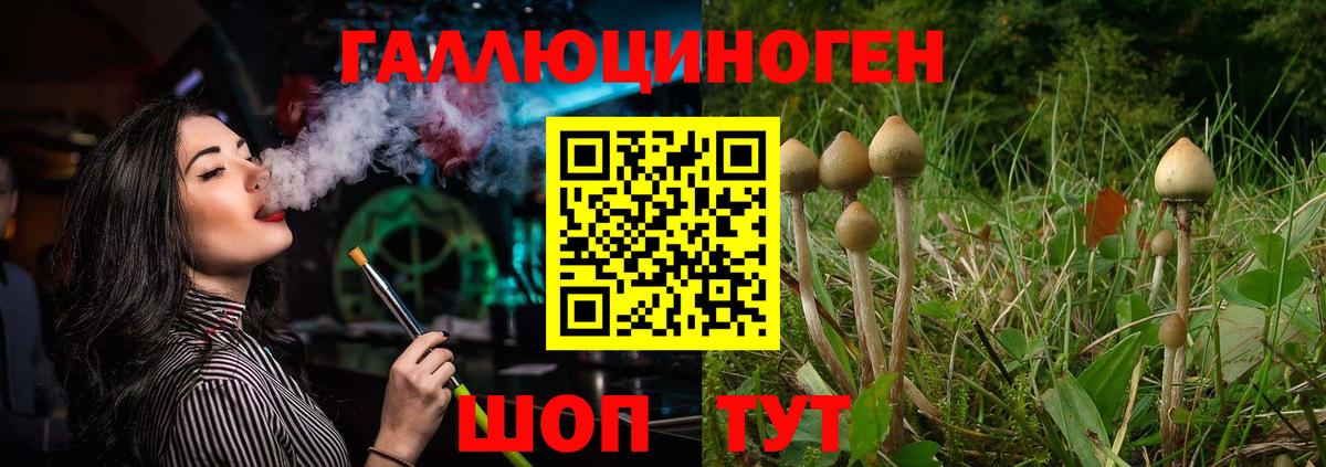 Псилоцибиновые грибы Psilocybine cubensis  Вход с VPN  где найти   Черкесск 